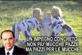 Mucche pazze.jpg